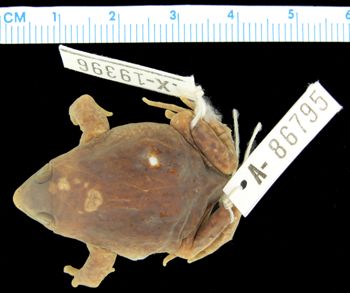 Media type: image; Herpetology A-86795